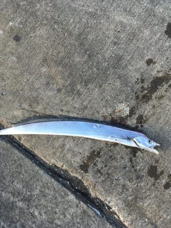 マリンピアで人爆