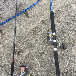 加太漁港で大型青物