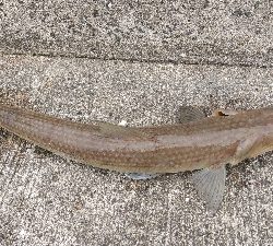 2019年11月3日釣行in唐津方面