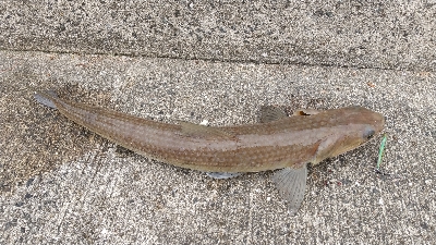 2019年11月3日釣行in唐津方面