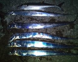 エエ感じの1時間