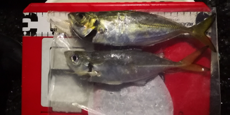 アジング練習 53