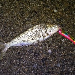 三重サーフで青物・ヒラメ