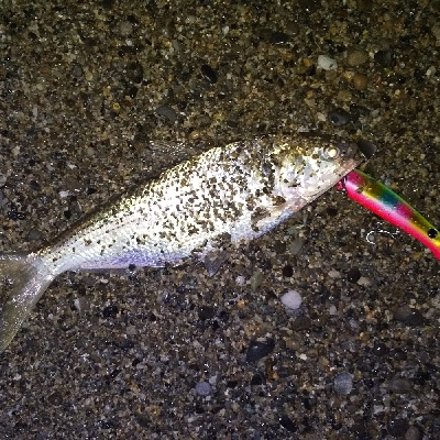 三重サーフで青物・ヒラメ