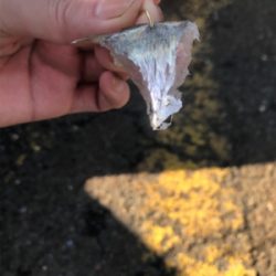 ☆ 大阪南港フェリーターミナル釣果☆