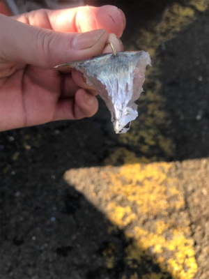 ☆ 大阪南港フェリーターミナル釣果☆