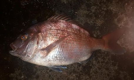 兎に角寒い!でも大漁でした!!疲れた~、でも^^b