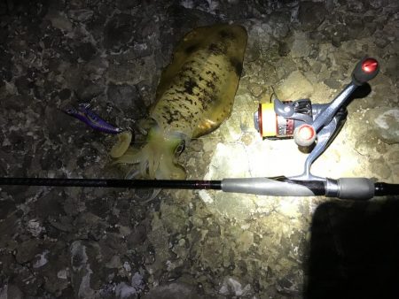 ちょっとだけ遠征エギング