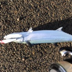 真昼間の弾丸釣行