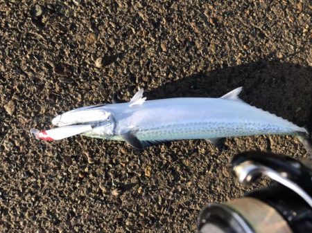 真昼間の弾丸釣行