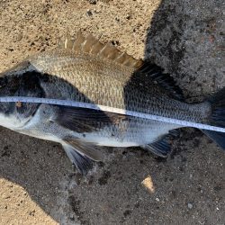 初フカセ！チヌ8枚！！