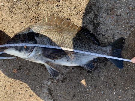 初フカセ！チヌ8枚！！