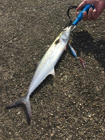 四日市沖堤防でショアジギング