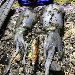 しぶとくナイトエギング