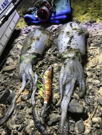 しぶとくナイトエギング