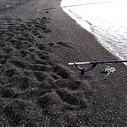 今季初めてのアオリイカでした!!