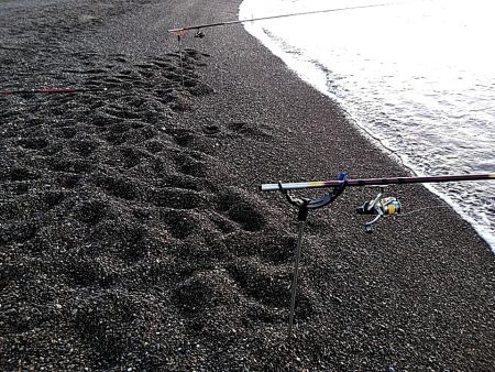 今季初めてのアオリイカでした!!