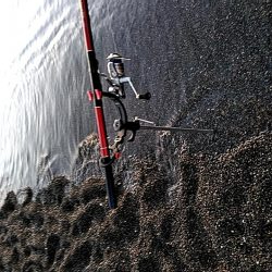 アオリイカ　3杯ゲット!!