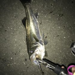 シーバスナイトゲーム秋爆体験