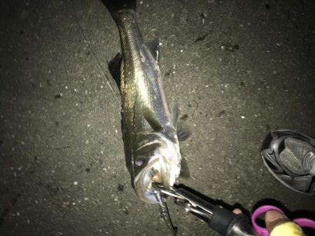 シーバスナイトゲーム秋爆体験