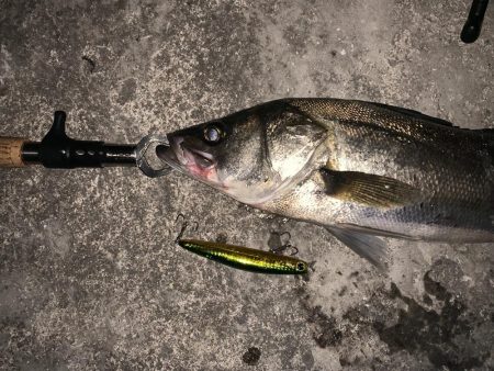 筋トレ後の時短シーバス！！