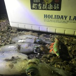 ナイトエギング