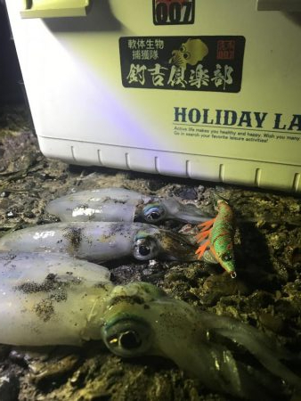 ナイトエギング