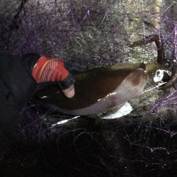 秋イカ渋、ウツボ太刀魚猛攻(⌒-⌒; )