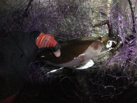 秋イカ渋、ウツボ太刀魚猛攻(⌒-⌒; )