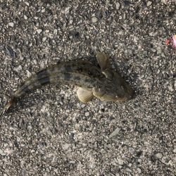 ショアジギング