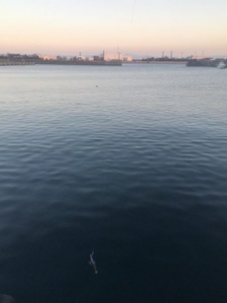 青物のちシーバス