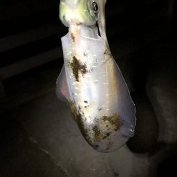 久々エギング釣行