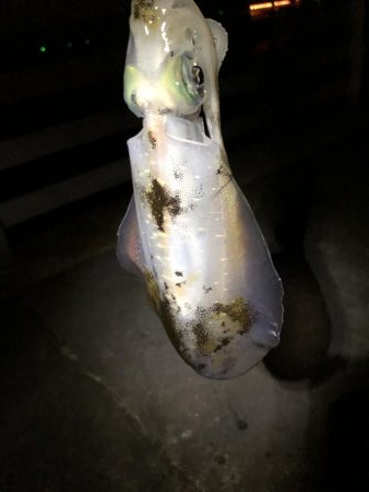 久々エギング釣行