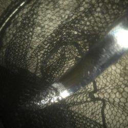 ハマチ・タチウオ