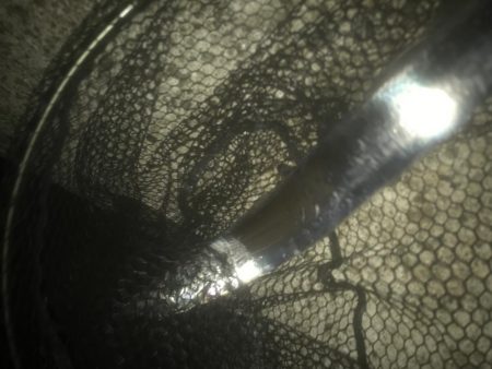 ハマチ・タチウオ