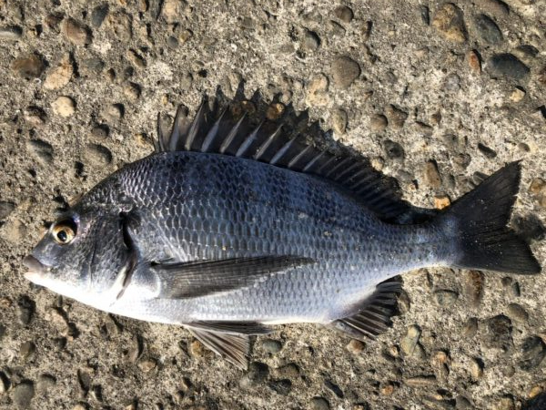 題名　イチノ兄弟（弟）釣果！