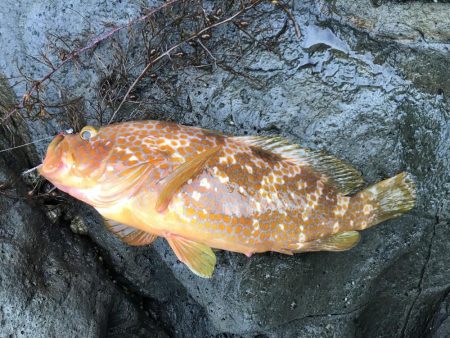 アコウ？だよね？