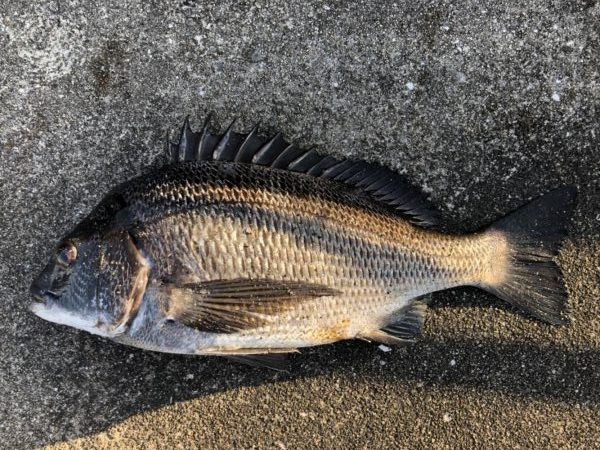 イチノ兄弟、釣果!