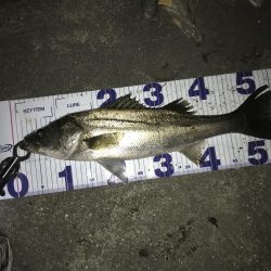 シーバスナイトゲーム