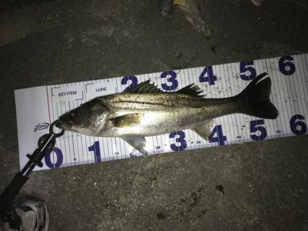 シーバスナイトゲーム