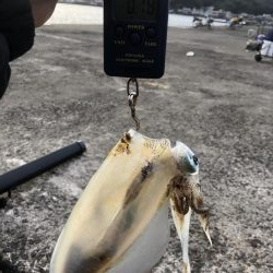 ショアジギング