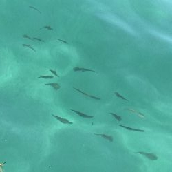 蒲入でエギング