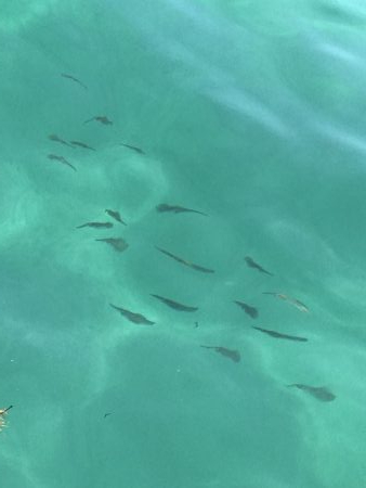 蒲入でエギング