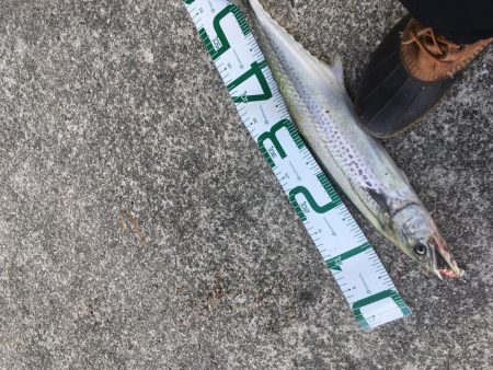 足元に現れた！