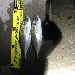 連チャン淡路遠征