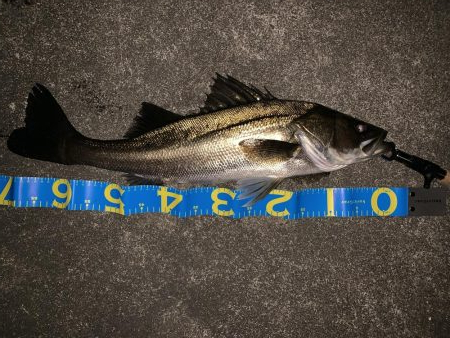 静かなる如意棒