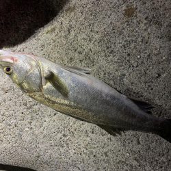 ミノーでタチウオ!!