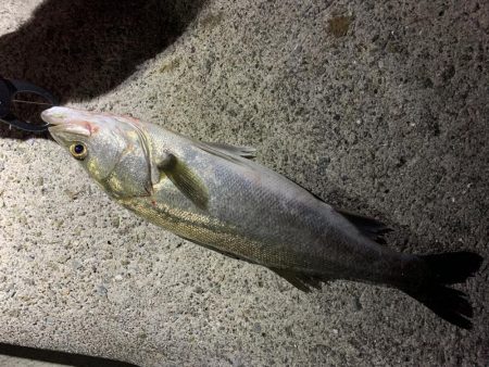 ミノーでタチウオ!!