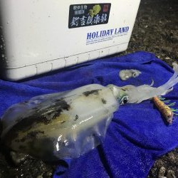 アオリ ５００オーバー