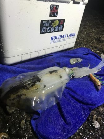 アオリ ５００オーバー